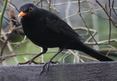 Amsel-2.jpg